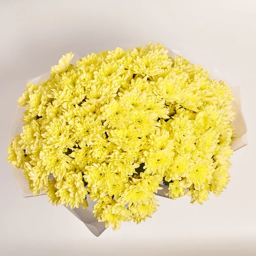 Product image Bouquet of 25 Cream Chrysanthemums, packaging: Transparent, vendor code: 3677