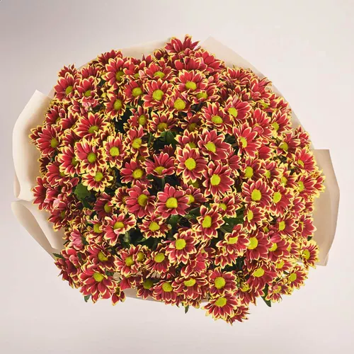 Product image Bouquet of 25 Yellow-red Chrysanthemums, packaging: Kafin cream, vendor code: 3678