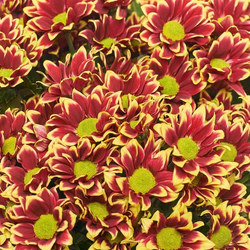 Product image Bouquet of 25 Yellow-red Chrysanthemums, packaging: Kafin cream, vendor code: 3678
