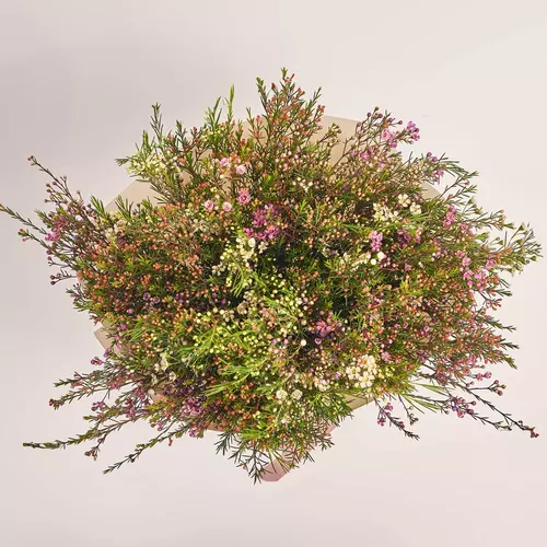 Product image Bouquet of 25 mixed Chamelatsiums, packaging: Kafin cream, vendor code: 3679