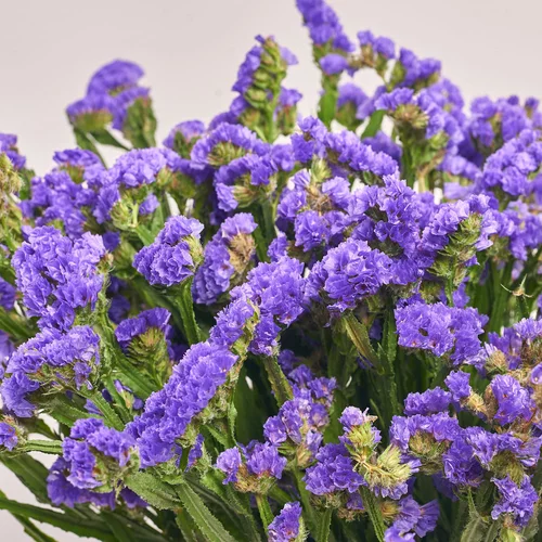 Product image Bouquet of 25 Purple Statice, packaging: Kafin cream, vendor code: 3680
