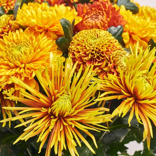 Product image Bouquet of 31  Single Chrysanthemums Mix, packaging: Newspaper, vendor code: 3681