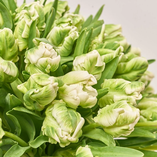 Product image Bouquet 51 Tulips White Parrot, packaging: Newspaper, vendor code: 3682