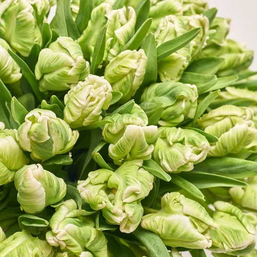 Product image Bouquet 101 Tulips White Parrot, packaging: Gradiens tiffany, vendor code: 3683