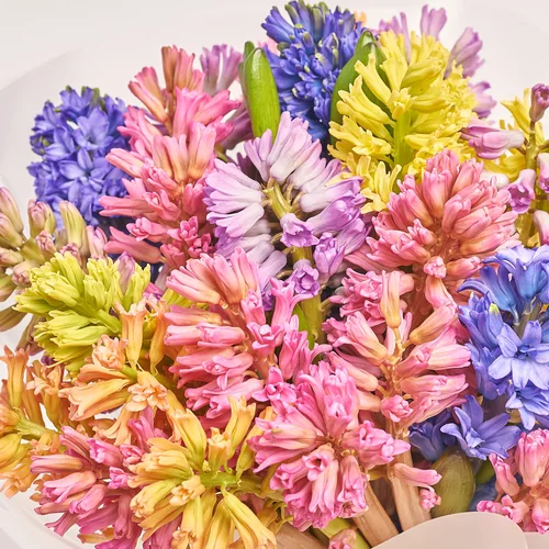 Product image Bouquet of 25 Hyacinths mix, packaging: Transparent, vendor code: 3684