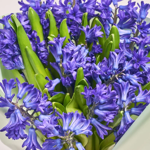 Изображение товара Букет 15 фиолетовых Гиацинтов, упаковка: Газета, артикул: 3685