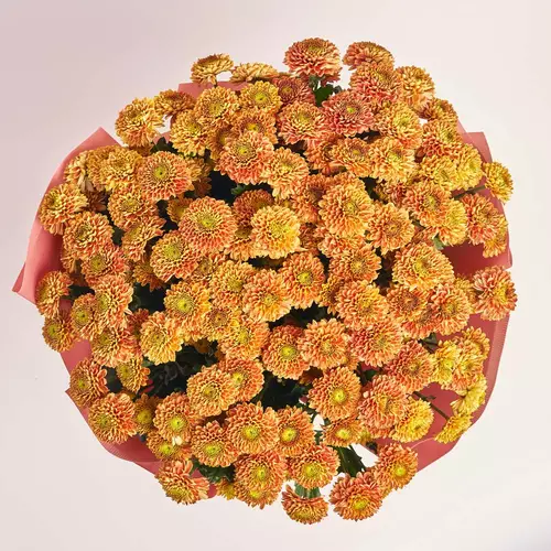 Product image Bouquet of 25 orange Chrysanthemums Souvenir, packaging: Kafin rust, vendor code: 3686