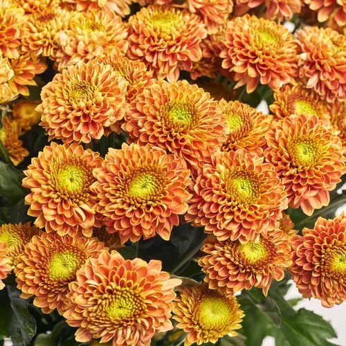 Product image Bouquet of 25 orange Chrysanthemums Souvenir, packaging: Kafin rust, vendor code: 3686