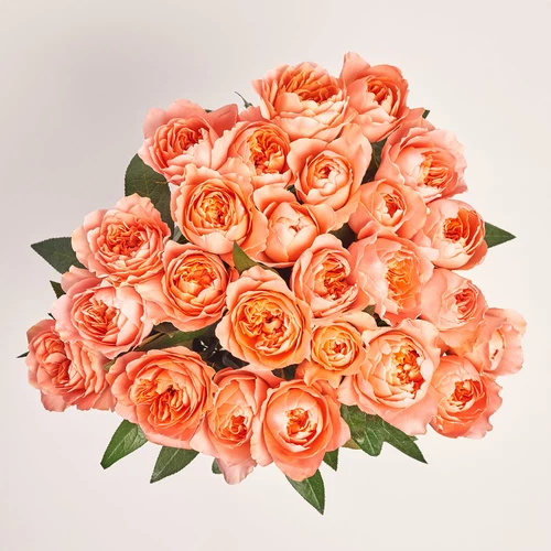 Изображение товара Букет 25 розовых пионовидных Роз, упаковка: Без упаковки	, артикул: 3687