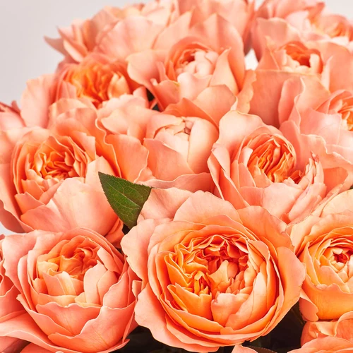 Product image Bouquet of 25 pink peony Roses, packaging: Blue, vendor code: 3687