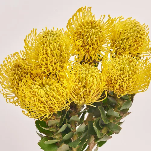 Product image Bouquet of 7 Leucospermums, packaging: Powder, vendor code: 3689