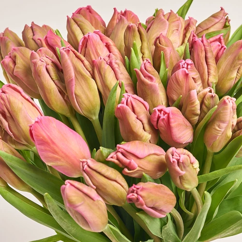 Product image Bouquet 51 Tulips Pink Parrot, packaging: Kafin cream, vendor code: 3691