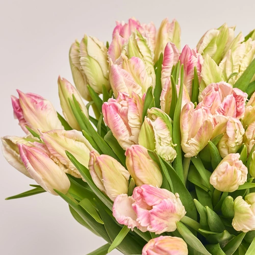 Product image Bouquet 51 Tulips light pink Parrot, packaging: Transparent, vendor code: 3692