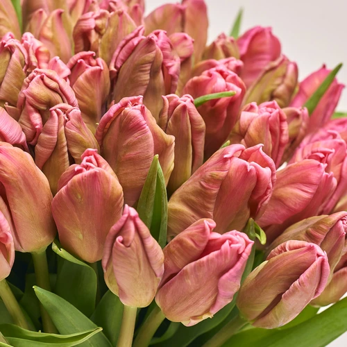 Product image Bouquet 101 Tulips Pink Parrot, packaging: Gradiens pink, vendor code: 3693