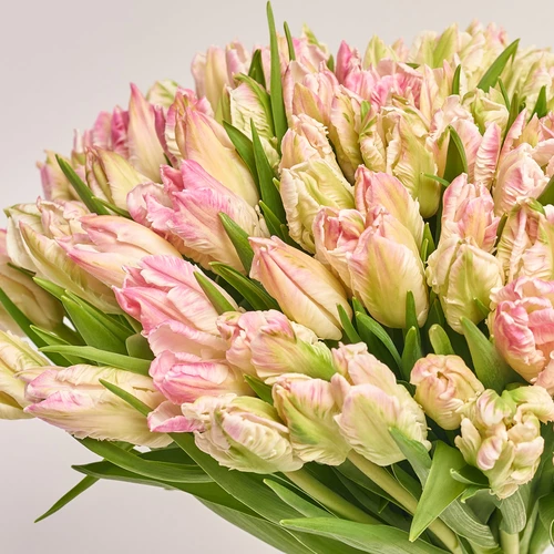 Product image Bouquet 101 Tulips light pink Parrot, packaging: Blue, vendor code: 3694