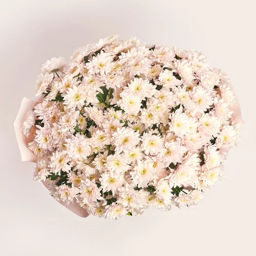 Product image Bouquet of 25 light pink Chrysanthemums, packaging: Kafin rose, vendor code: 3697
