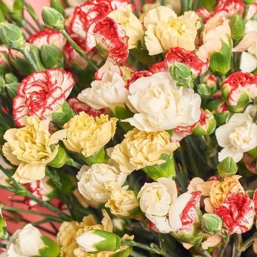 Product image Bouquet 51 Bright Spray Carnation Mix, packaging: Gradiens pink, vendor code: 3711