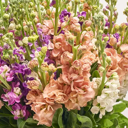 Product image Bouquet 101 Matiola Mix, packaging: Gradiens violet, vendor code: 3766