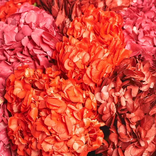 Product image Bouquet of 15 Red Hydrangeas mix, packaging: Powder, vendor code: 3768