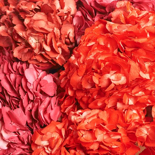 Product image Bouquet of 7 Red Hydrangeas Mix, packaging: Newspaper, vendor code: 3769