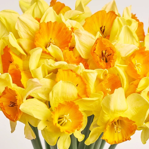 Product image Bouquet of 25 Yellow-Orange Narcissus, packaging: Gray, vendor code: 3772
