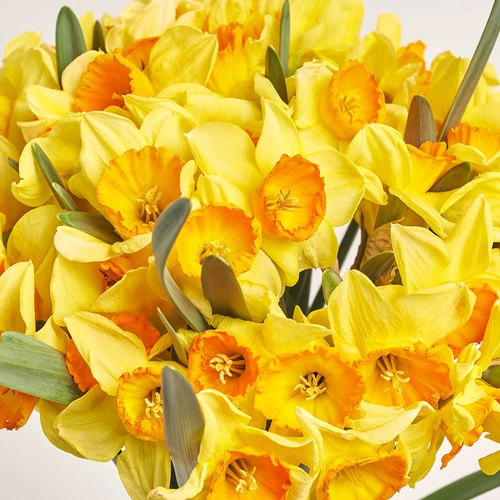 Зображення товару Букет 51 Жовто-помаранчевий Нарцис, пакування: Блакитна, артикул: 3773