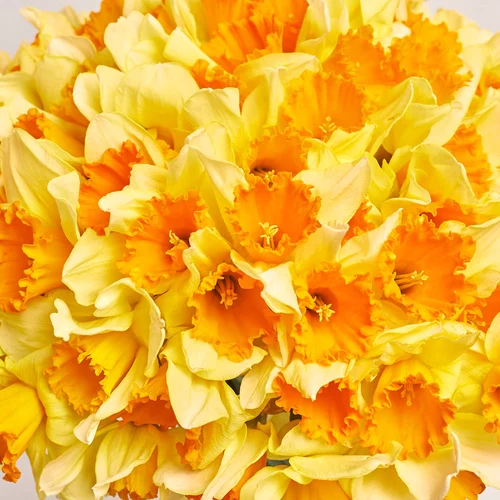 Зображення товару Букет 101 Жовто-помаранчевий Нарцис, пакування: Рожева, артикул: 3774