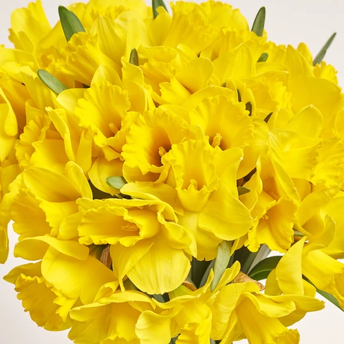 Product image Bouquet 51 Yellow Narcissus, packaging: Gradiens pink, vendor code: 3775