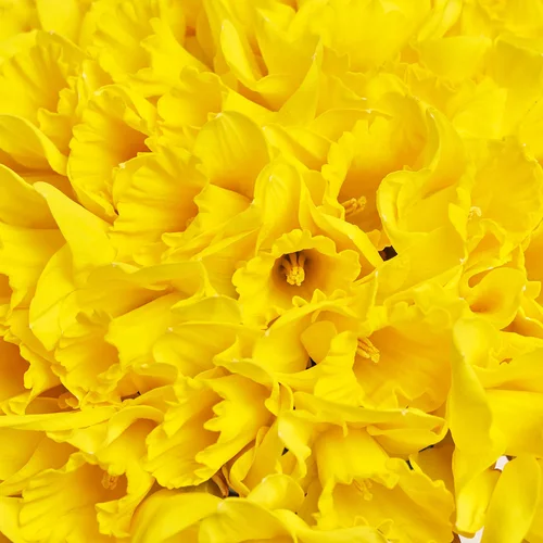 Product image Bouquet 101 Yellow Narcissus, packaging: Gradiens light blue, vendor code: 3776