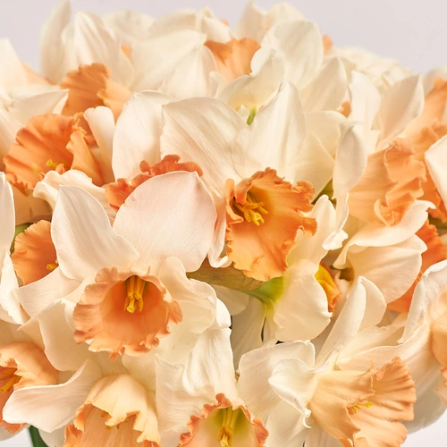 Зображення товару Букет 51 Біло-помаранчевий Нарцис, пакування: Пудрова, артикул: 3777