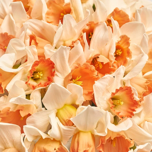 Зображення товару Букет 101 Біло-помаранчевий Нарцис, пакування: Кафін лососевий, артикул: 3778