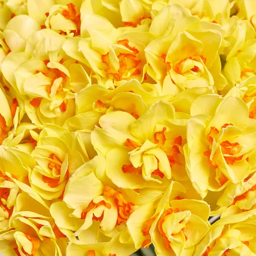 Зображення товару Букет 101 Нарцис Таїті, пакування: Біла, артикул: 3779