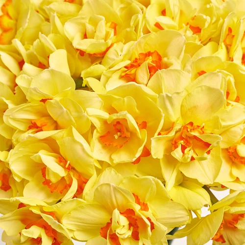 Product image Bouquet 51 Narcissus Tahiti, packaging: Newspaper, vendor code: 3780