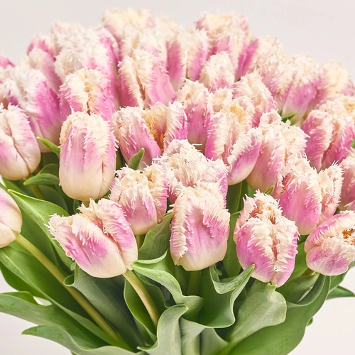 Product image Bouquet 51 Purple-White Terry Tulip, packaging: Pink, vendor code: 3785
