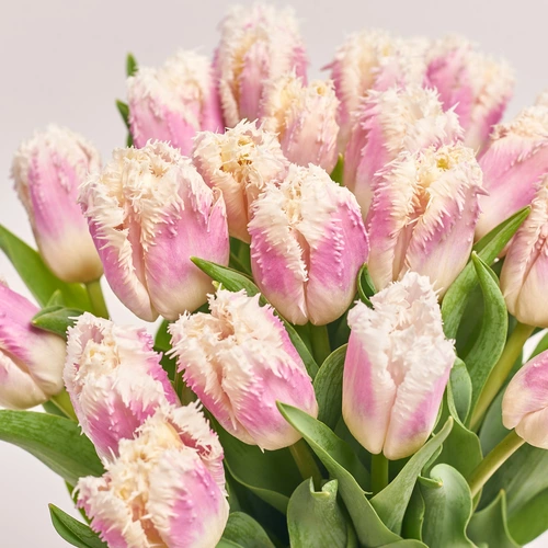 Зображення товару Букет 25 Фіолетово-білих Махрових Тюльпанів, пакування: Фіолетова, артикул: 3786