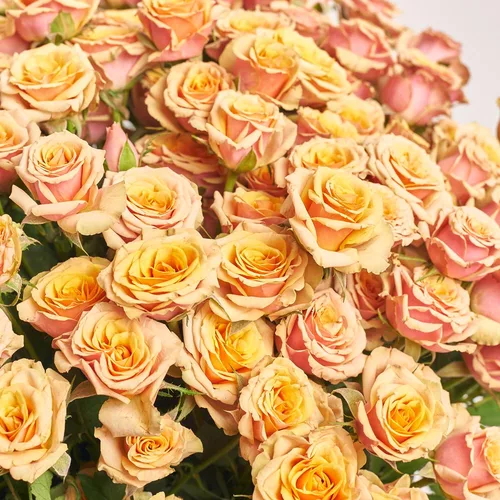 Product image Bouquet of 25 Peach Roses Spray, packaging: Gradiens pink, vendor code: 3794