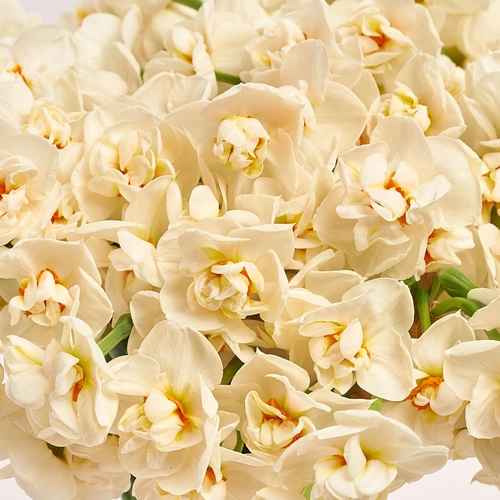 Зображення товару Букет 51 Білий Нарцис, пакування: Кафін рожевий, артикул: 3795