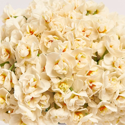 Зображення товару Букет 101 Білий Нарцис, пакування: Рожева, артикул: 3796