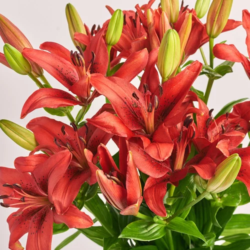 Product image Bouquet of 9 Red Lilies, packaging: Kafin cream, vendor code: 3797
