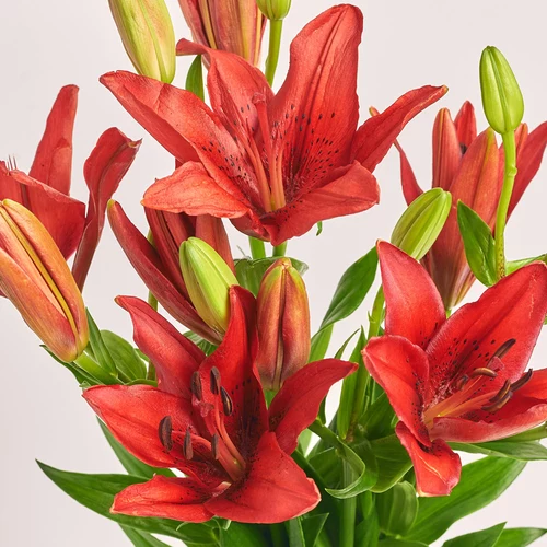Product image Bouquet of 5 Red Lilies, packaging: Transparent, vendor code: 3798