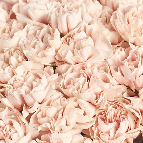 Product image Bouquet 51 Light Pink Carnations, packaging: Transparent, vendor code: 3805