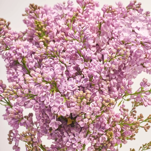 Product image Bouquet of 5 Branches of Purple Lilac, packaging: Gradiens violet, vendor code: 3806