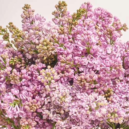 Product image Bouquet of 9 Branches of Purple Lilac, packaging: Kafin rose, vendor code: 3807