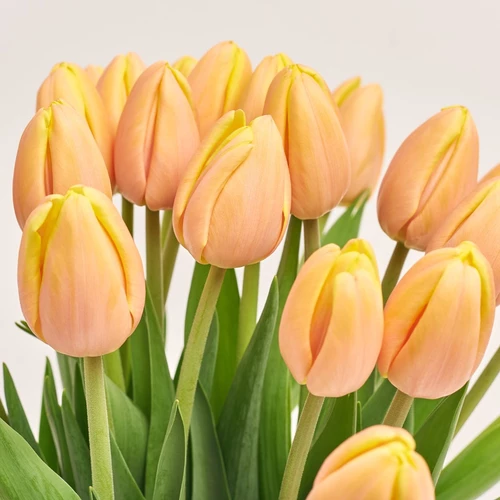 Product image Bouquet of 25 Peach Tulips, packaging: Kafin cream, vendor code: 3808