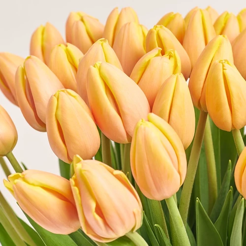 Product image Bouquet 51 Peach Tulip, packaging: Green, vendor code: 3809