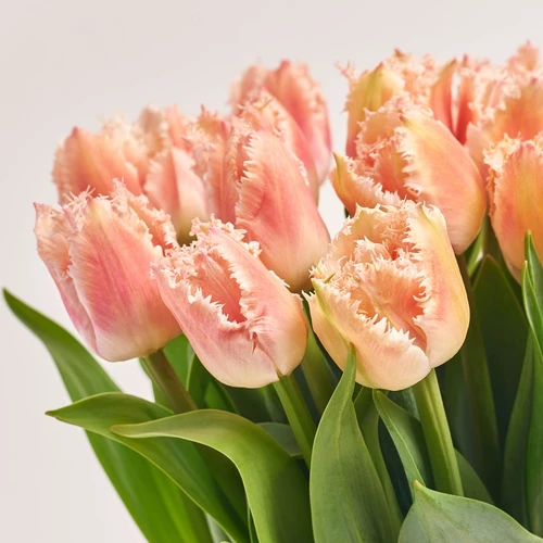 Product image 25 Pink and white double tulips, packaging: White, vendor code: 3810