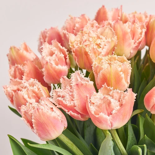 Product image Bouquet 51 Pink and white double tulip, packaging: Green, vendor code: 3811