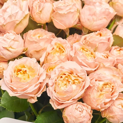 Product image Bouquet of 25 peach peony Roses Spray, packaging: White, vendor code: 3812