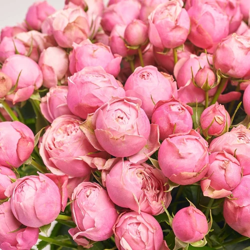 Product image Bouquet of 25 pink peony-shaped Spray Roses, packaging: Gray, vendor code: 3813