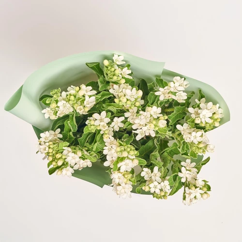Product image Bouquet of 15 White Oxypetalums, packaging: Gradiens tiffany, vendor code: 3814